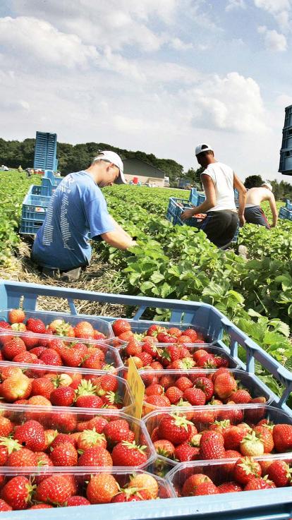 Arbeidsmigranten wonen in stacaravans met veel te veel. 