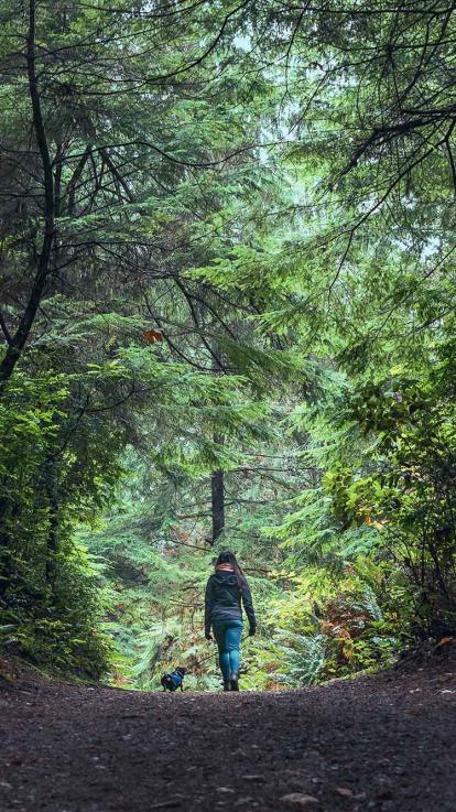 iemand wandelt met de hond in het bos