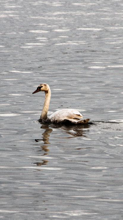 Zwemmende zwaan besmeurd met olie