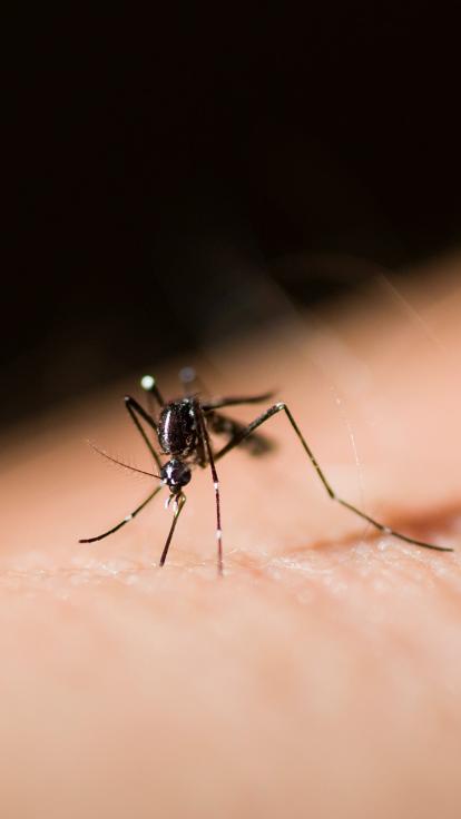 een mug op iemands arm