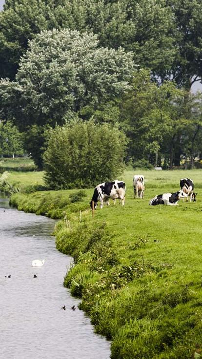Sloot met daarnaast in de wei koeien.
