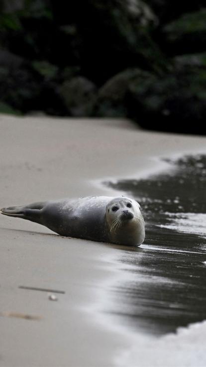 een zeehond op het strand