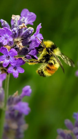 Bij zit in een paarse bloem