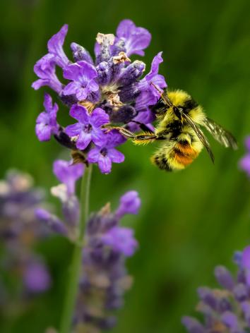 Bij zit in een paarse bloem