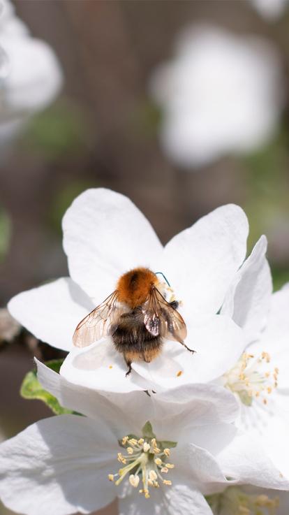 Een hommel bestuift witte appelbloesem