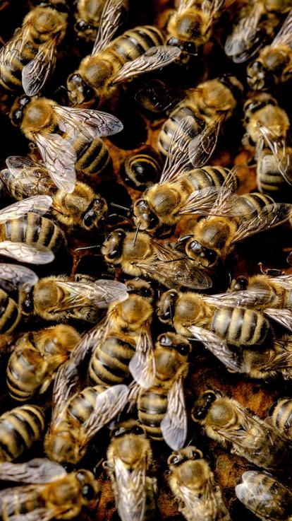 Bijenvolk van honingbijen in een kas