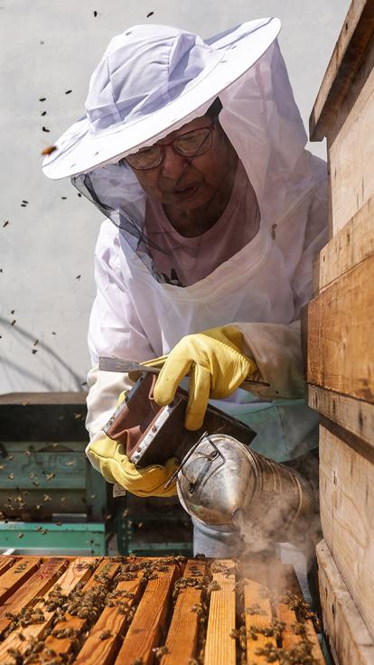 Een imker blaast rook in een bijenkas
