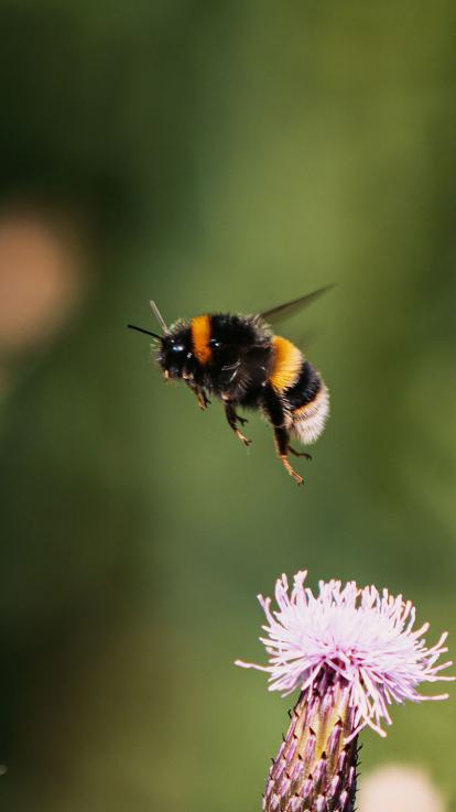Een aardhommel vliegt van bloem naar bloem 