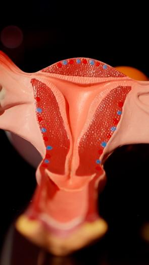 een model van een baarmoeder