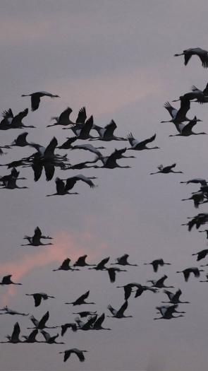 kraanvogels vliegen door de lucht