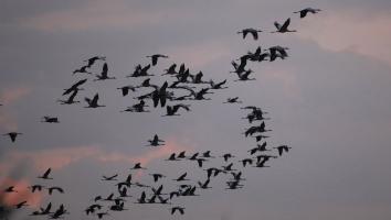 kraanvogels vliegen door de lucht