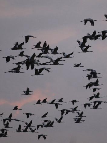 kraanvogels vliegen door de lucht