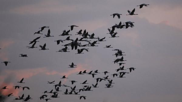 kraanvogels vliegen door de lucht