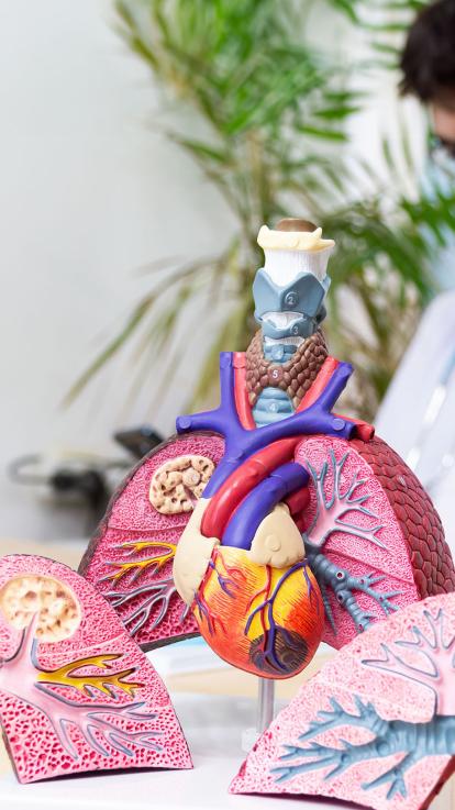 model anatomie longen