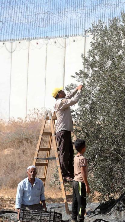 Palestijnse boeren oogsten olijven vlakbij de muur in Hebron