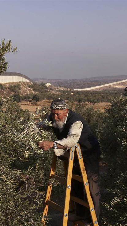 Palestijnse bewoner in zijn boomgaard