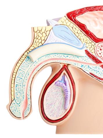 anatomischepenis2_mannenquiz