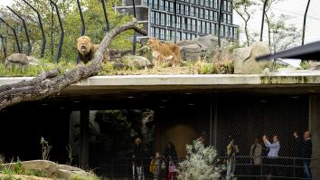 Bezoekers zoeken naar leeuwen in het nieuwe verblijf in Artis
