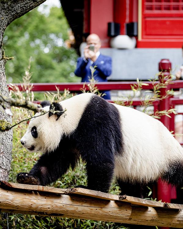 Reuzenpanda in zijn verblijf in Rhenen