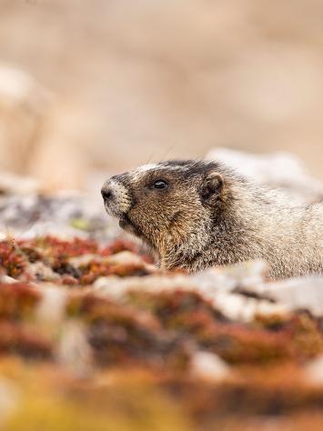 een marmot tussen de bladeren