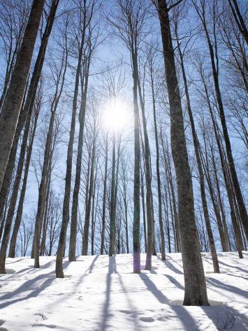 het zonnetje schijnt op een bos in de sneeuw