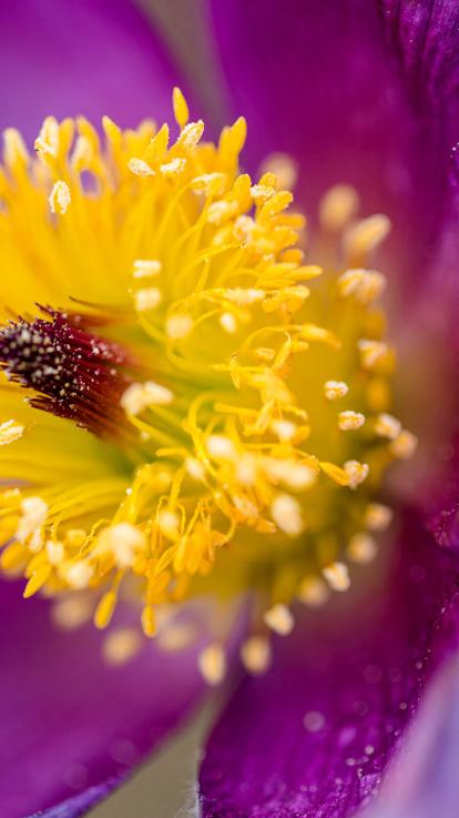 Stuifmeel van een bloeiende bloem