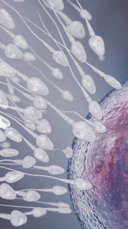 zaadcellen gaan richting een eicel