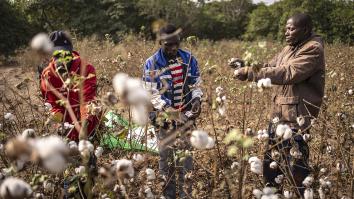 Drie mannen in een veld vol katoenplanten zijn de pluizige bollen van de planten aan het plukken