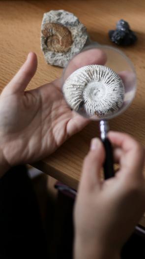 Een spiraalvormige schelp ligt in een hand met een vergrootglas erboven. Op de tafel eromheen liggen andere stenen en fossielen. 