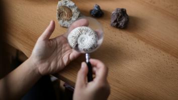 Een spiraalvormige schelp ligt in een hand met een vergrootglas erboven. Op de tafel eromheen liggen andere stenen en fossielen. 