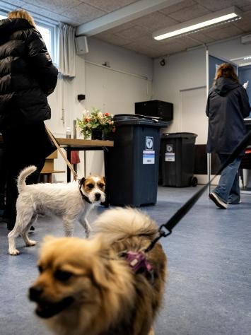 Twee aangelijnde honden bij een stemlokaal 