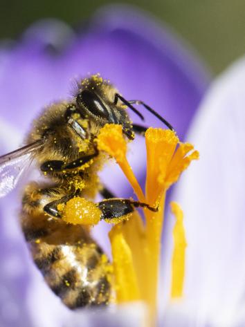 Een bij zit op een paarse bloem.