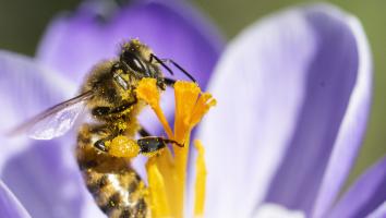 Een bij zit op een paarse bloem.