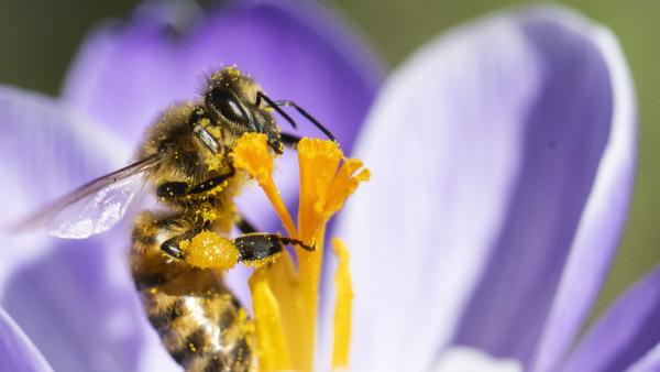 Een bij zit op een paarse bloem.