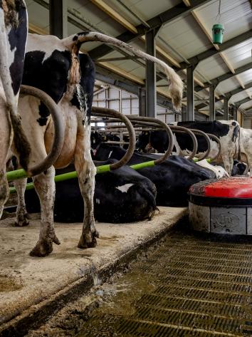 Een groep koeien staat in een grote stal en poepen.