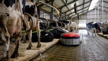 Een groep koeien staat in een grote stal en poepen.