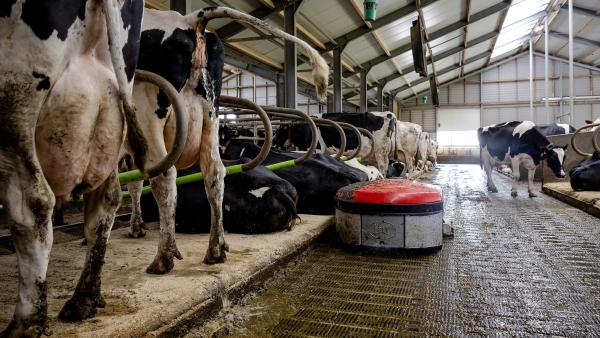 Een groep koeien staat in een grote stal en poepen.