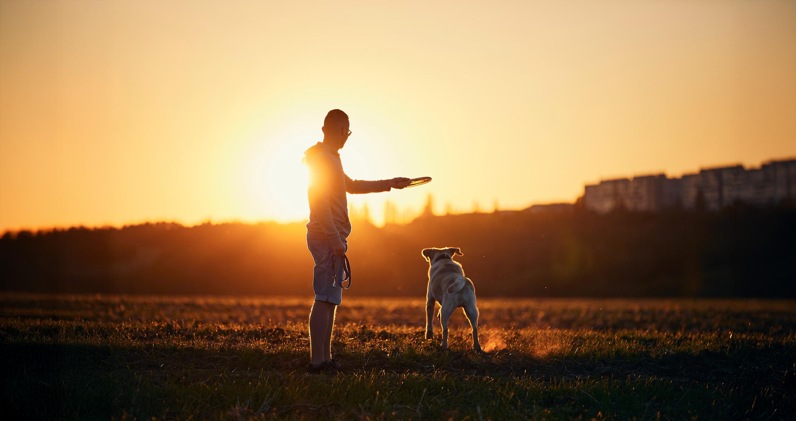 Een man gooit een frisbee weg voor zijn hond in een weiland tijdens zonsondergang