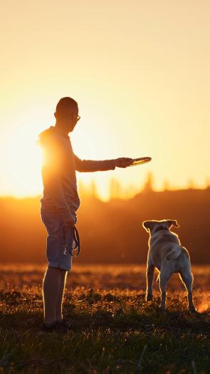Een man gooit een frisbee weg voor zijn hond in een weiland tijdens zonsondergang