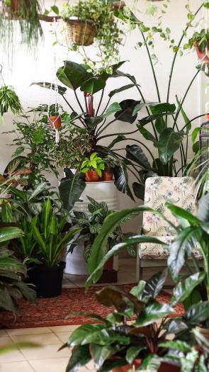 Een belichte kamer staat voor met groene planten