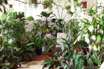 Een belichte kamer staat voor met groene planten