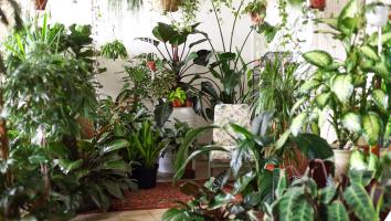 Een belichte kamer staat voor met groene planten