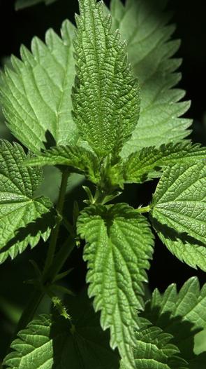 Een brandnetel plant in een struik