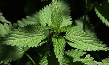 Een brandnetel plant in een struik
