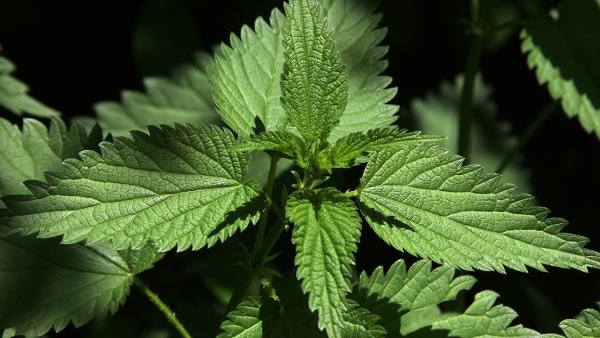 Een brandnetel plant in een struik