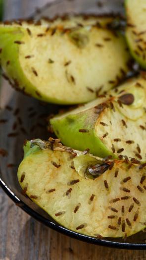 Vier partjes van een groene appel in een glazen schaaltje bedekt met een heleboel fruitvliegjes