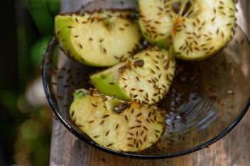Vier partjes van een groene appel in een glazen schaaltje bedekt met een heleboel fruitvliegjes