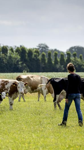 Veld vol koeien met bloemen in de wei