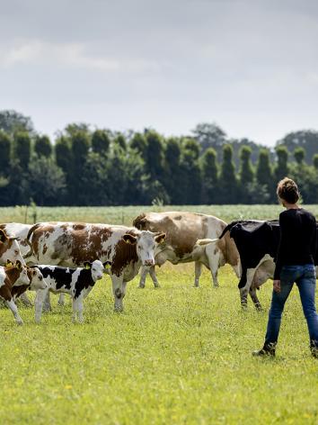 Veld vol koeien met bloemen in de wei