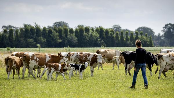 Veld vol koeien met bloemen in de wei
